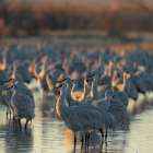 Sandhill crane roosting pond at sunrise, Bernardo Wildlife Area, New Mexico Art Print